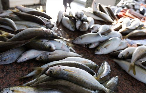 豬價重挫引發連鎖反應 豬肉、雞蛋、魚價齊跌，農產品市場迎來調整期