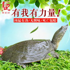 郵樂網水產品海鮮大全 實時報價、高清圖片與水產制品選購指南